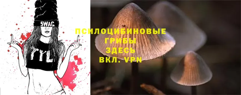 Псилоцибиновые грибы Psilocybe  Солигалич 